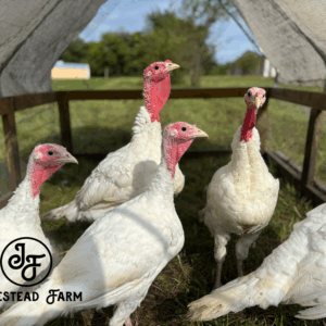 Thanksgiving Turkey Family Experience