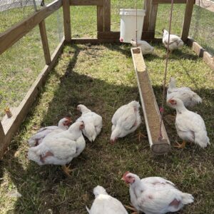 Chicken Farm Share CSA